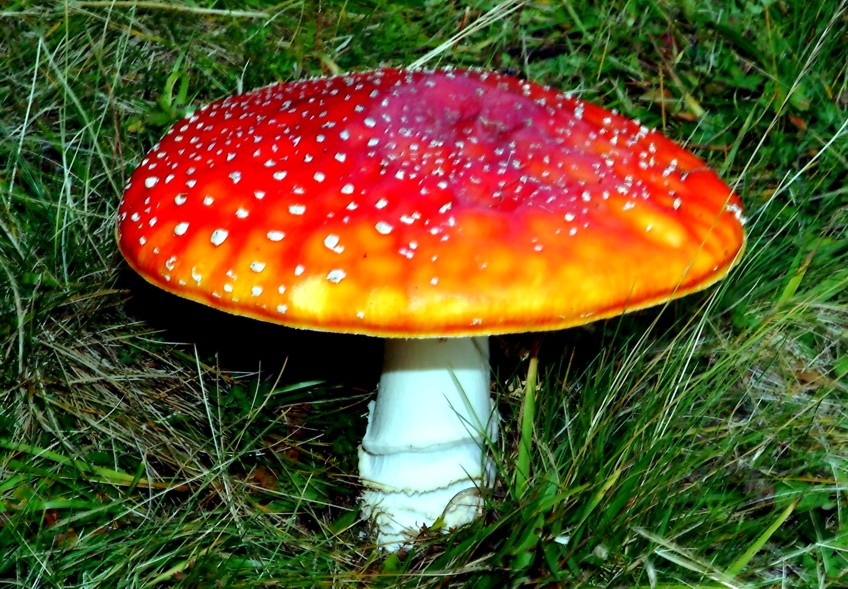 Tutto muscaria